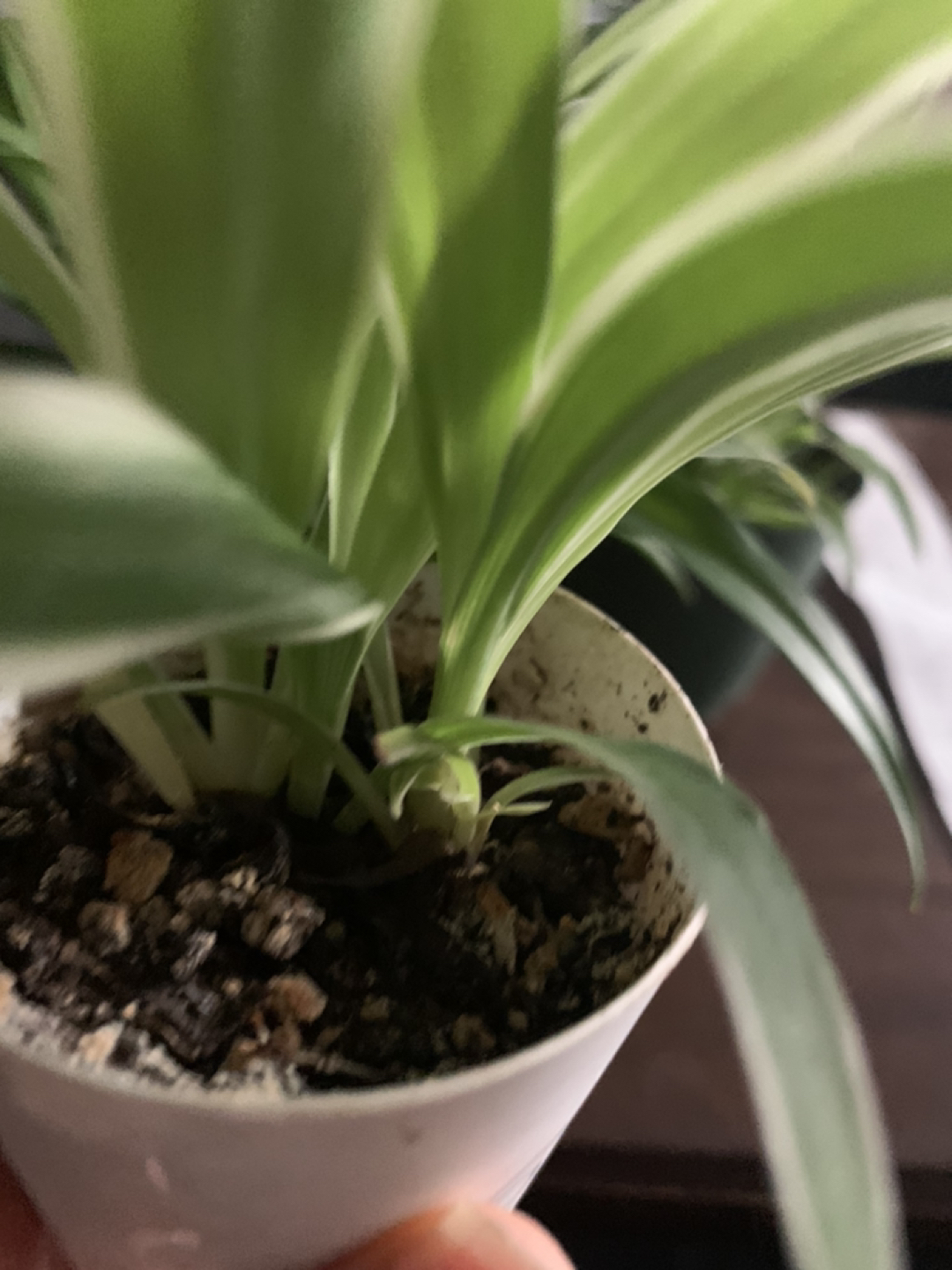 Spider plant #freecycle image indicator(2)