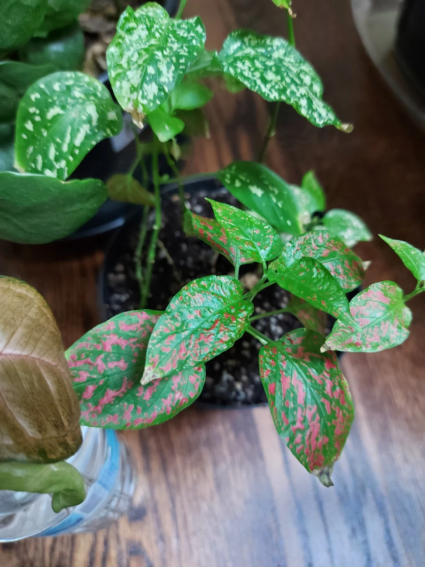 plant bundle  🎁 image indicator(5)