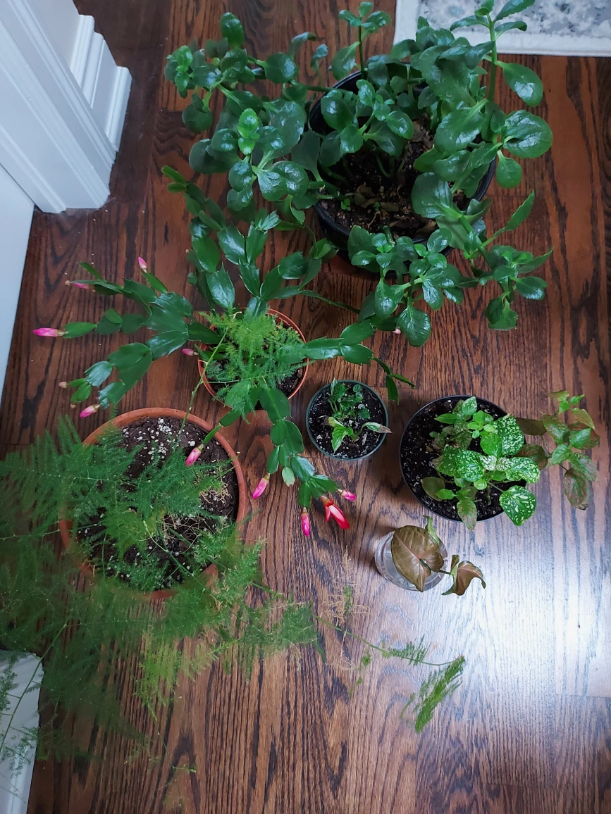 plant bundle  🎁 image indicator(4)