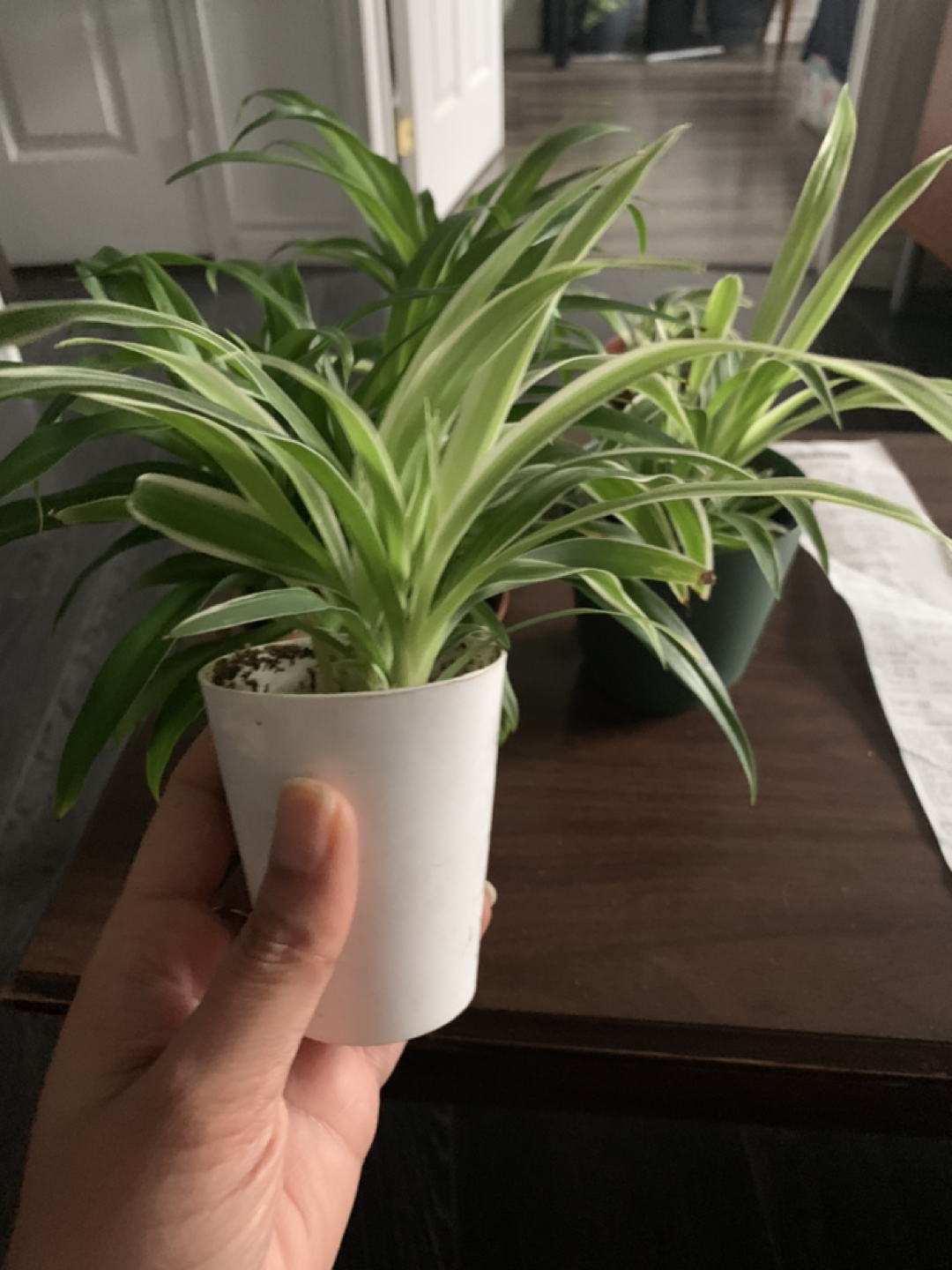 Spider plant #freecycle image indicator(3)
