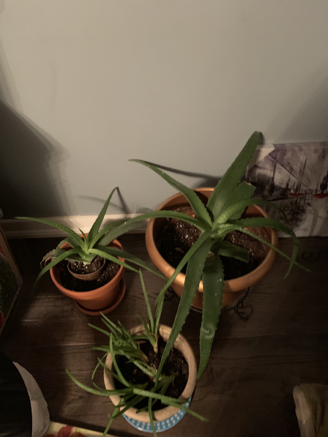 Aloe plants