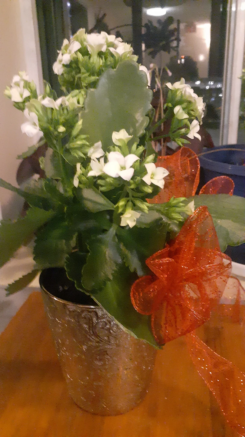 X-mas Kalanchoe