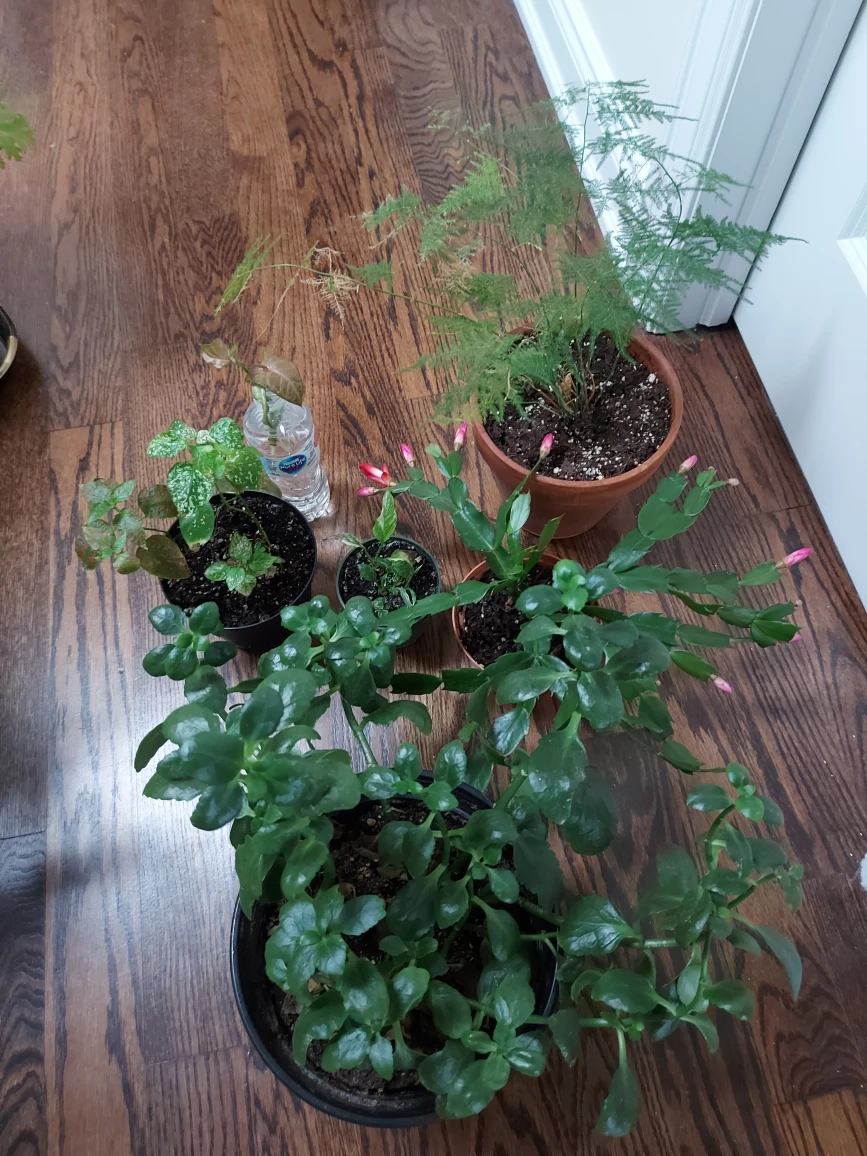 plant bundle  🎁 image indicator(3)