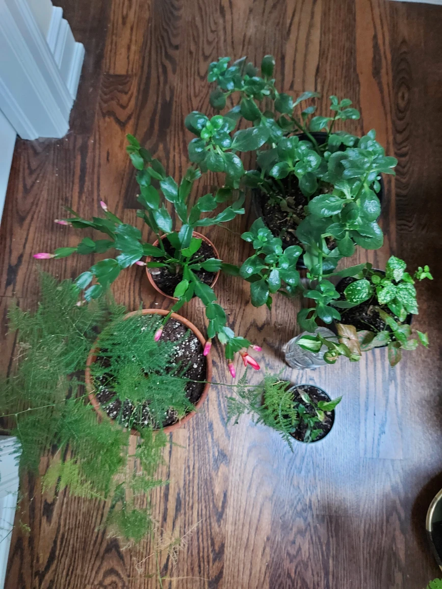 plant bundle  🎁 thumbnail