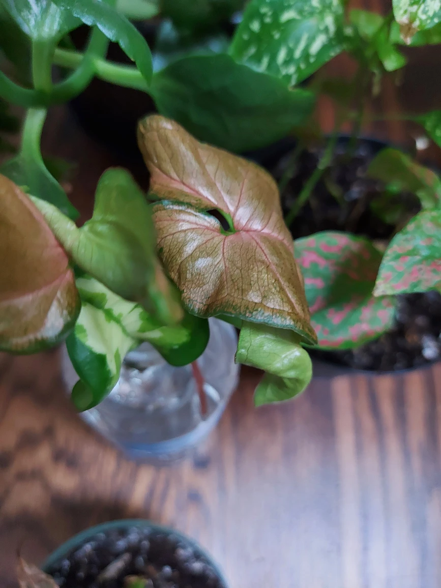 plant bundle  🎁 image indicator(6)