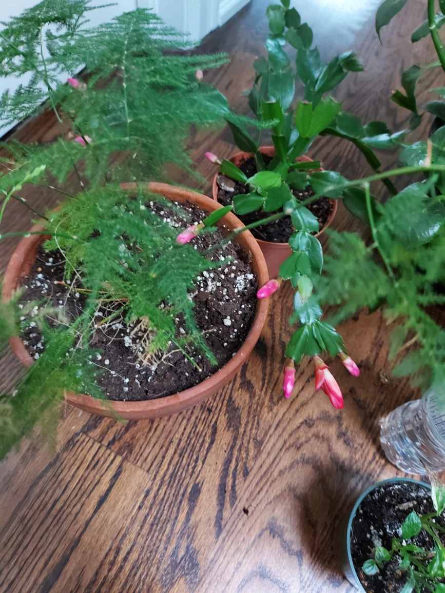 plant bundle  🎁 image indicator(8)