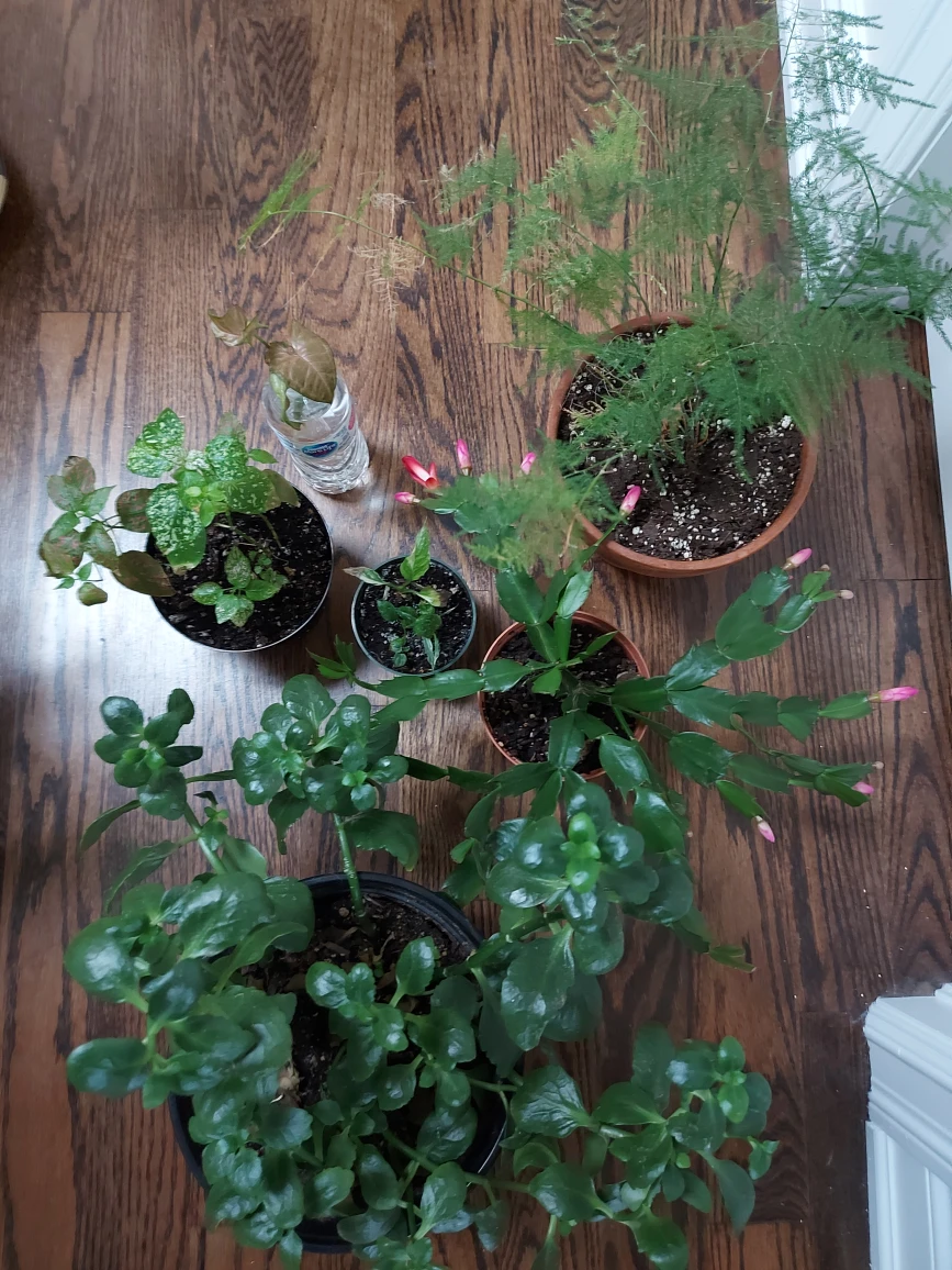 plant bundle  🎁 image indicator(2)