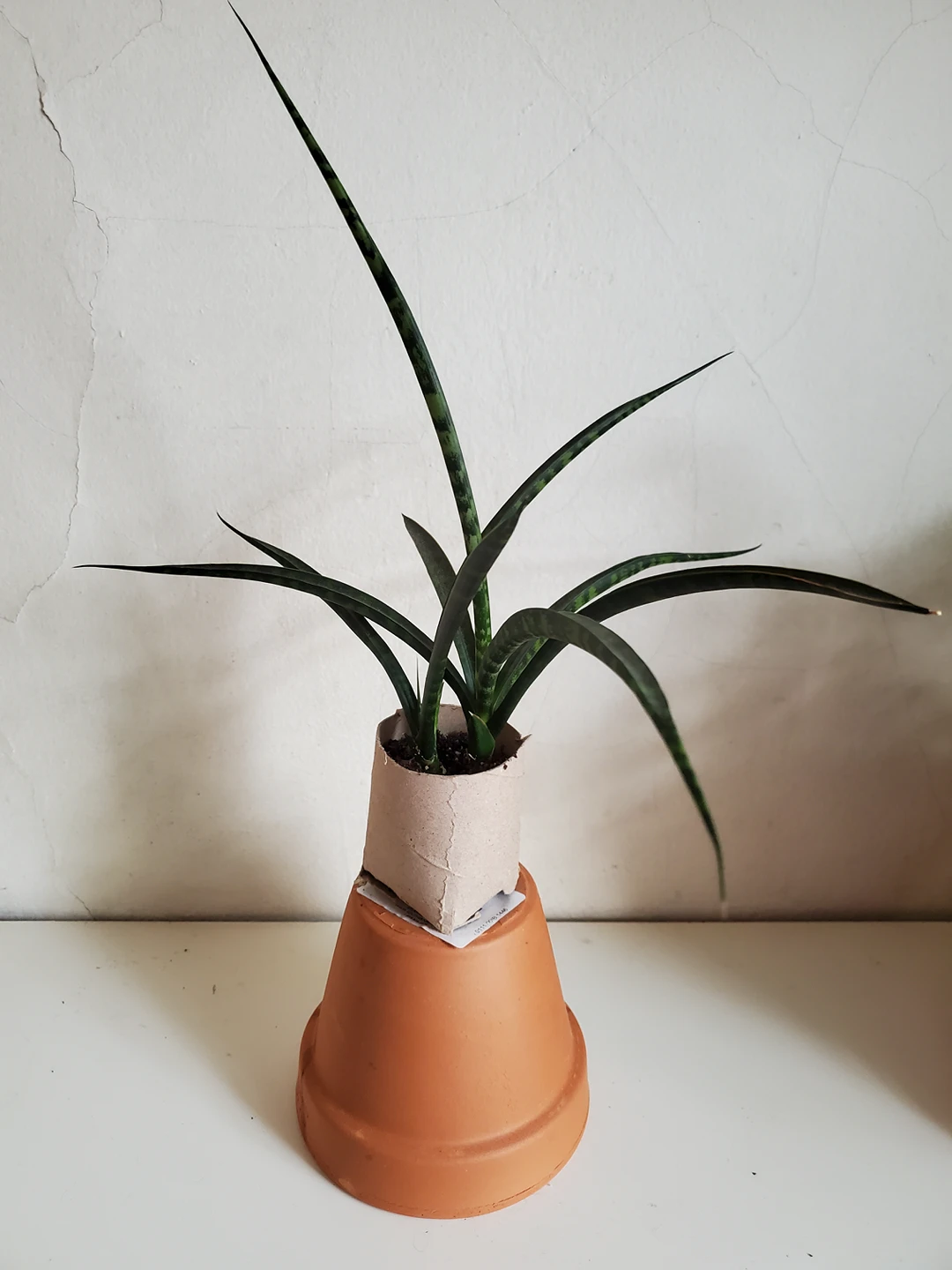 houseplant snake plant