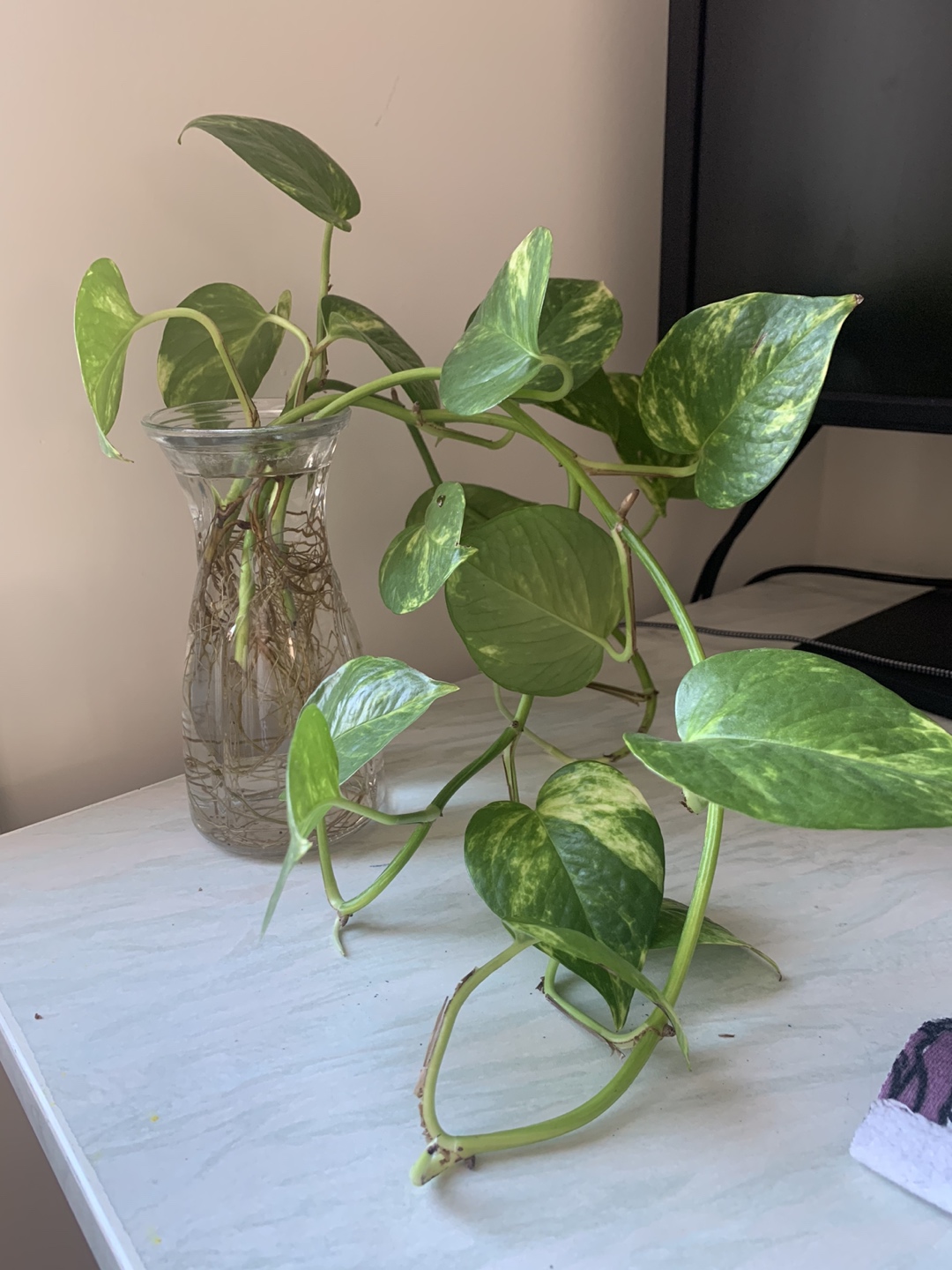 #freecycle Golden potho cuttings thumbnail