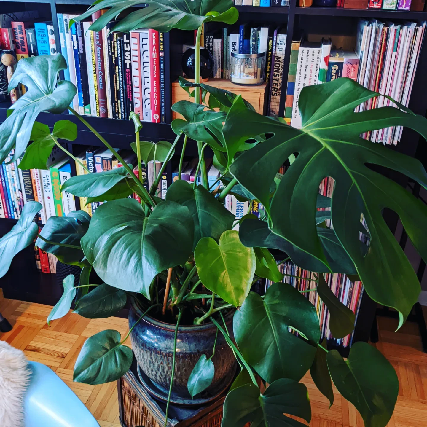 Monstera plant - photo 2