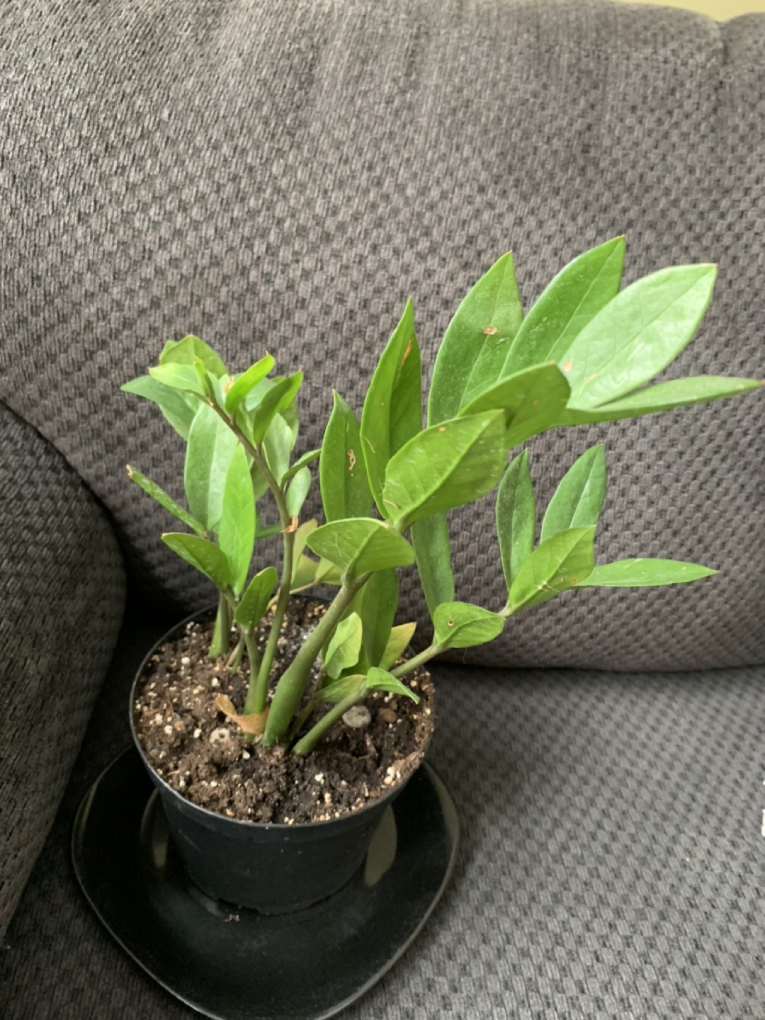 Zz plant thumbnail