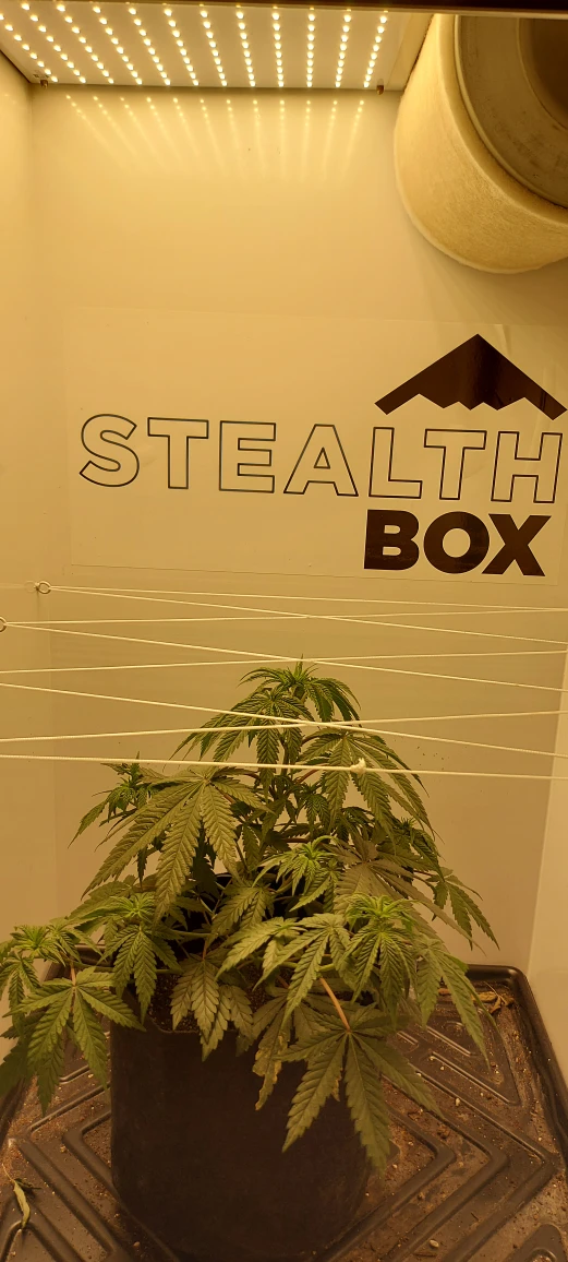 grow box 🪴
