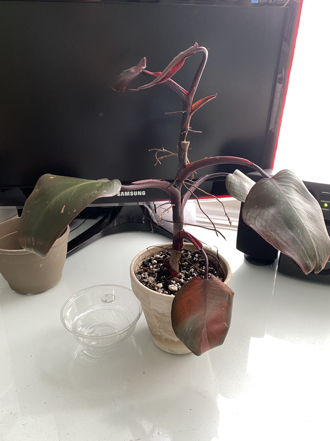 Philodendron Pink Princess in a terra cotta pot with drainage thumbnail