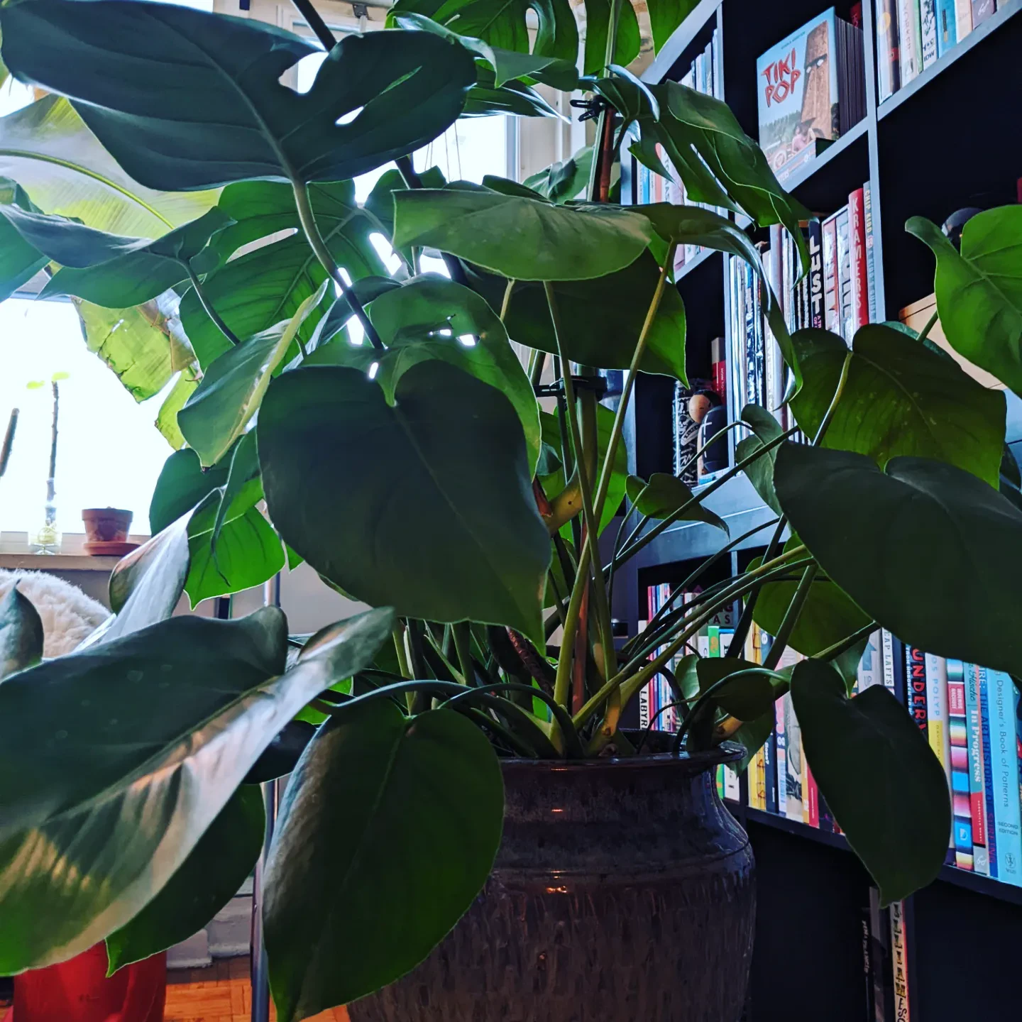 Monstera plant - photo 5