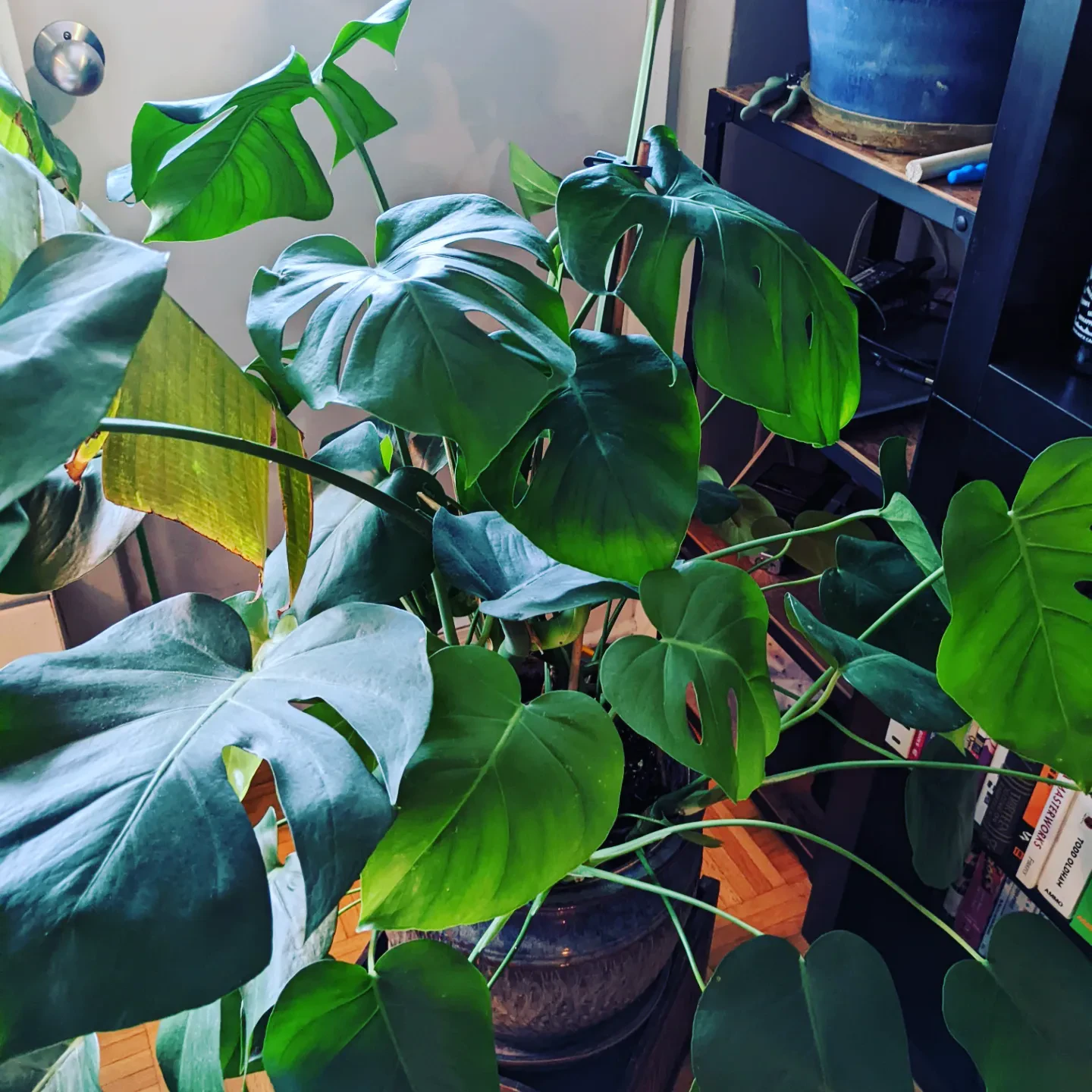 Monstera plant - photo 3