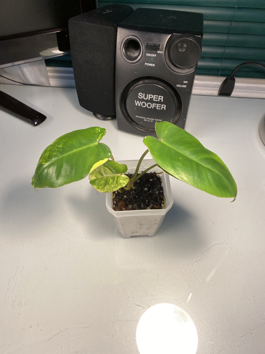 Philodendron burle marx variegata thumbnail