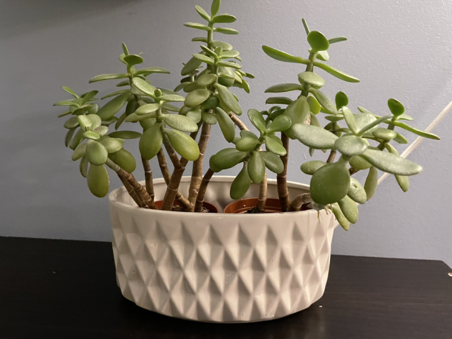 Two beautiful jade plants + vase thumbnail