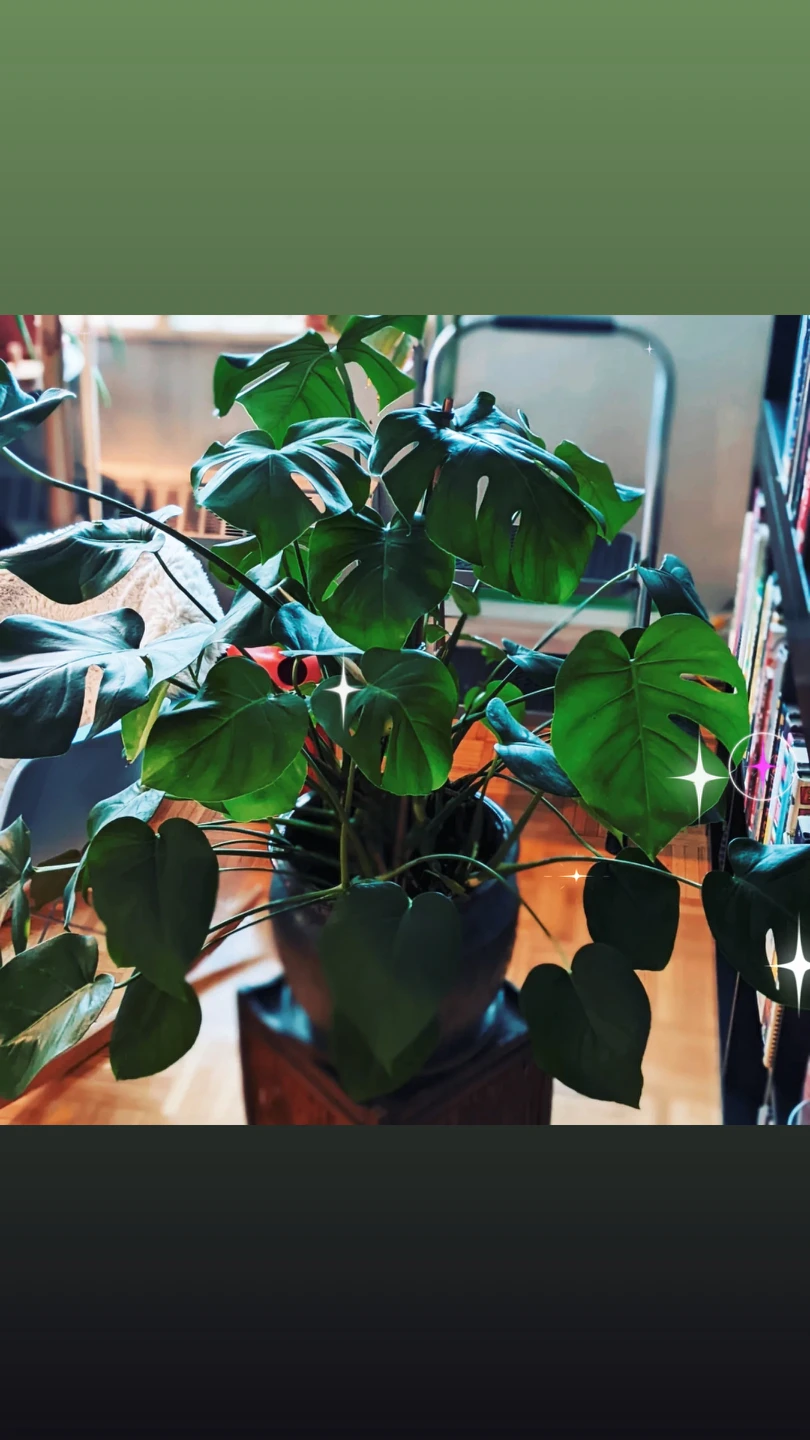 Monstera plant