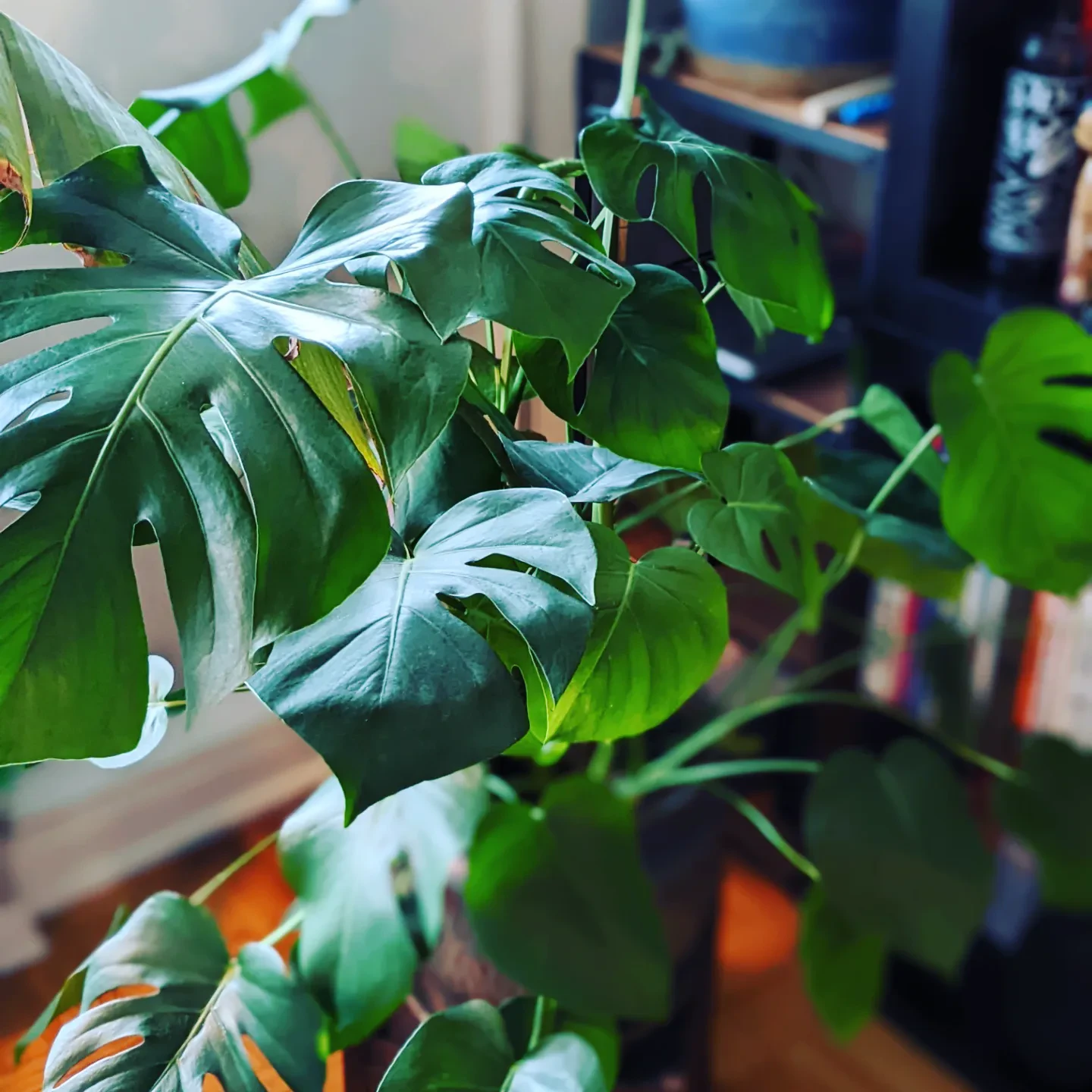 Monstera plant - photo 4