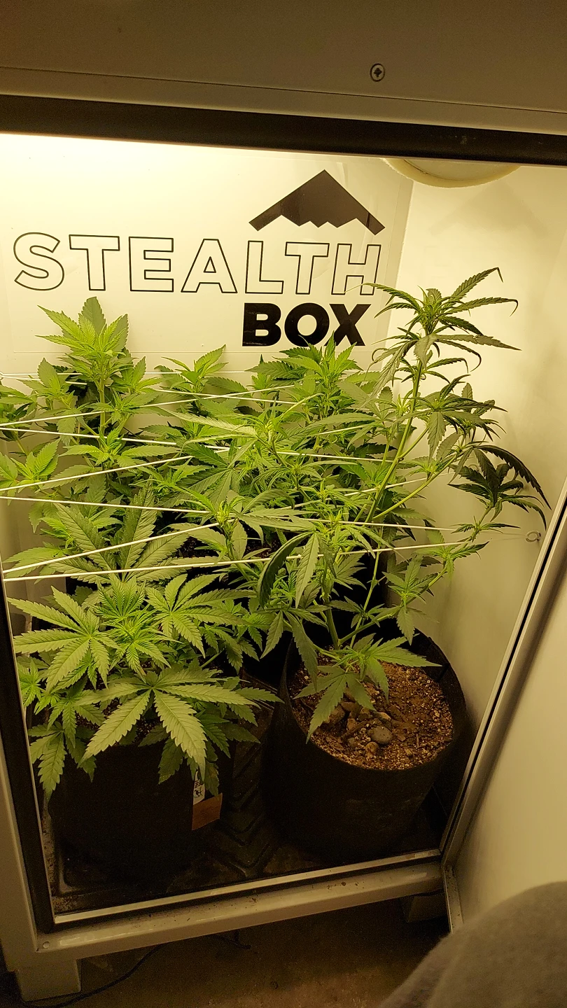 grow box 🪴 - photo 3