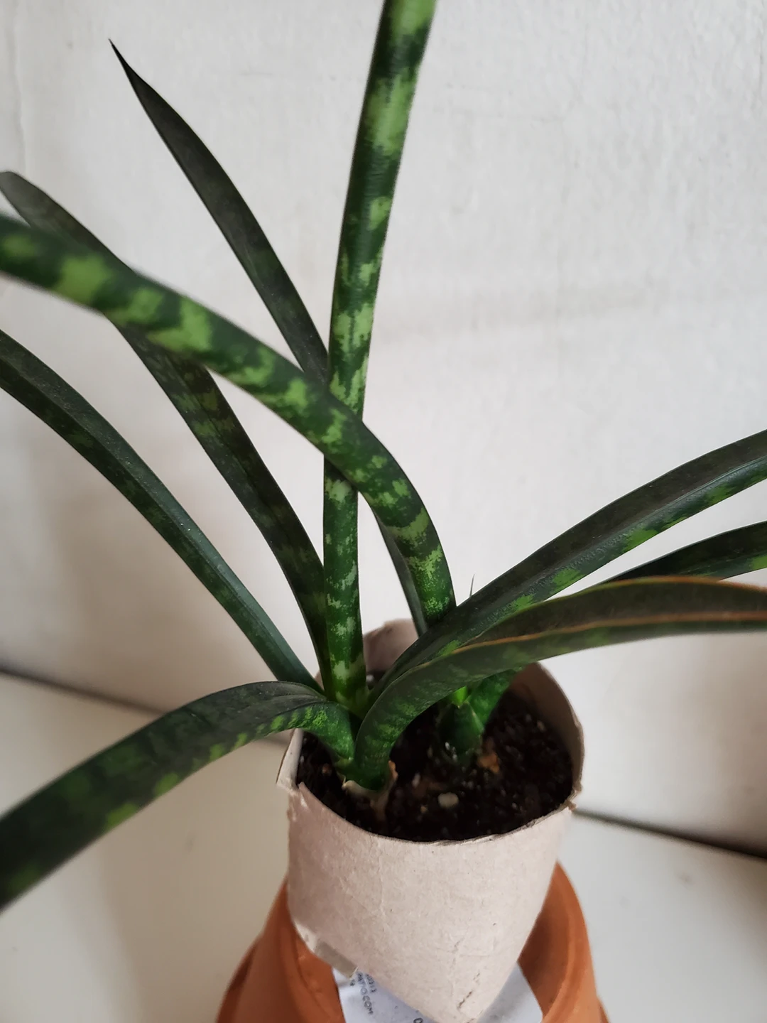 houseplant snake plant - photo 2
