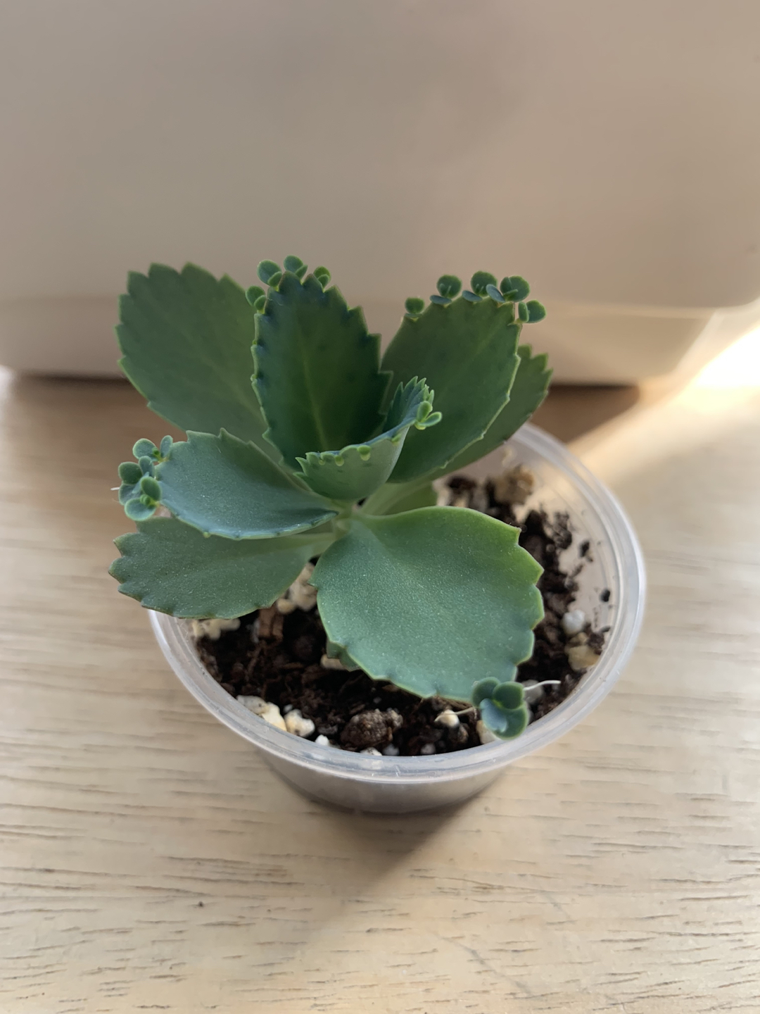 #freecycle FREE mother of thousands thumbnail