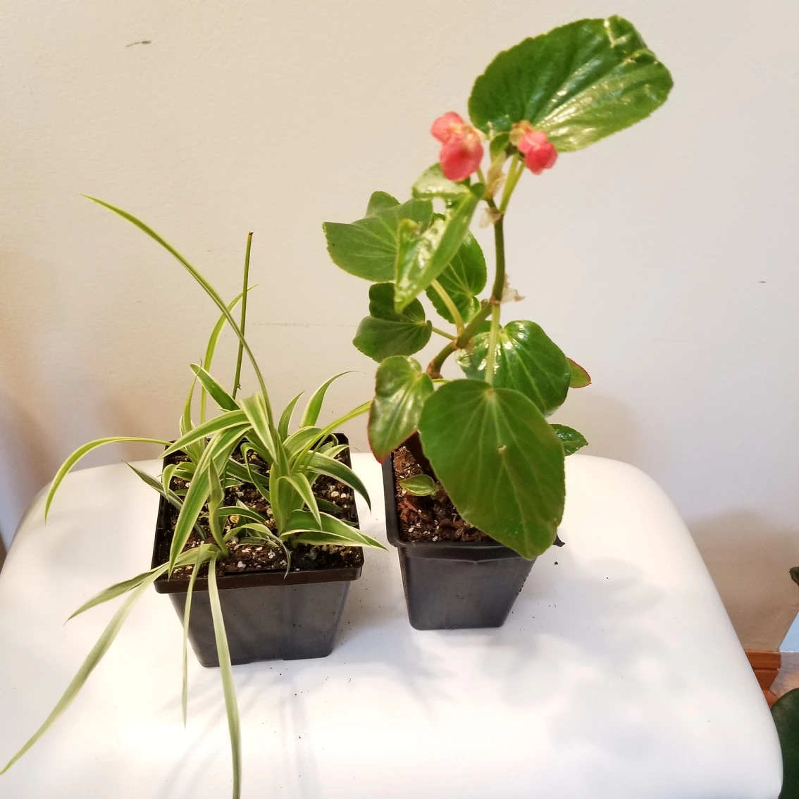 Plant Giveaway for my neighbor thumbnail
