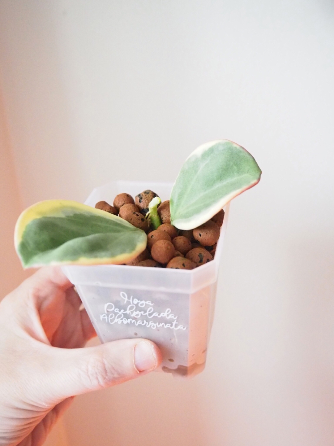 Hoya Pachyclada Albomarginata Plant