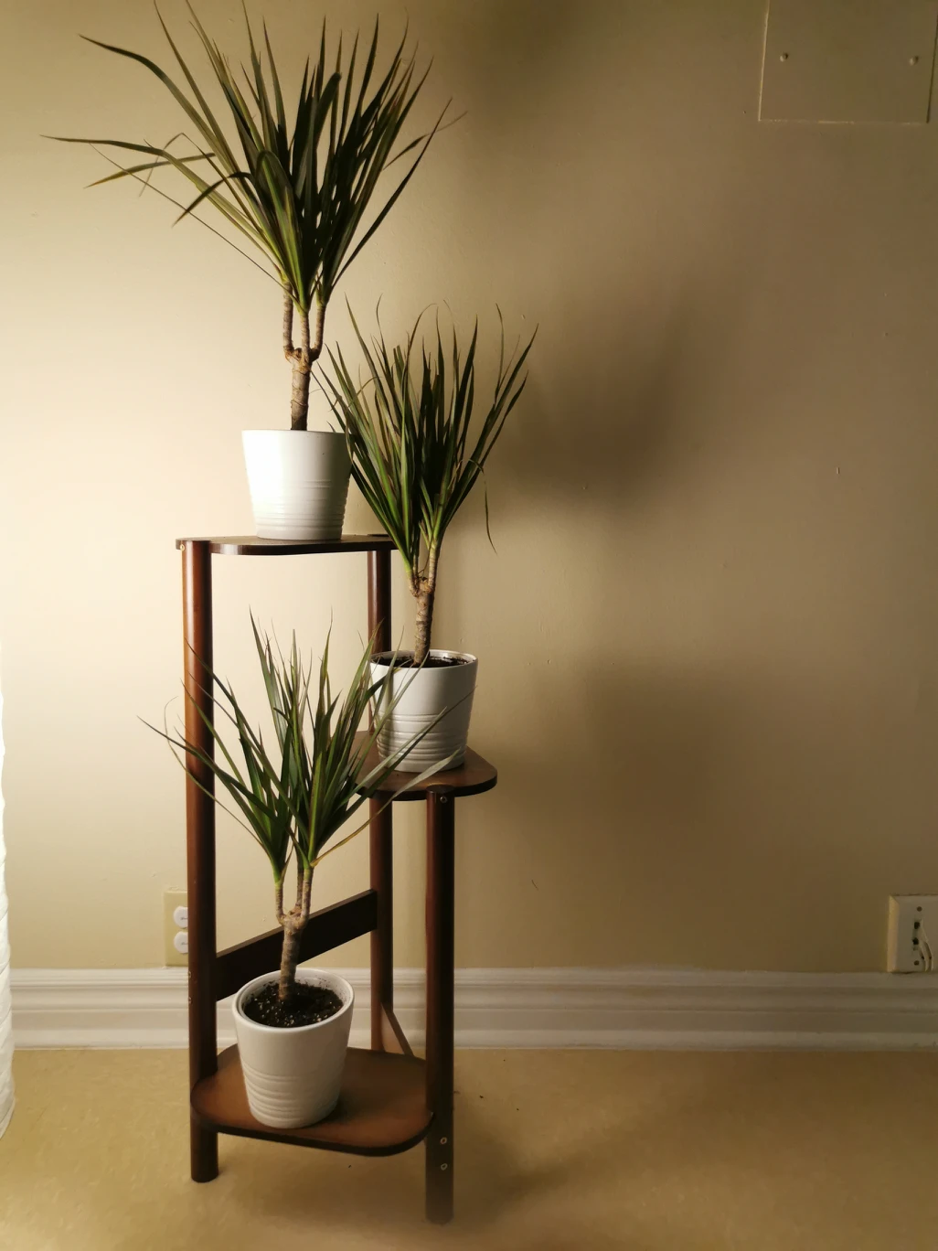 dracaena marginata thumbnail