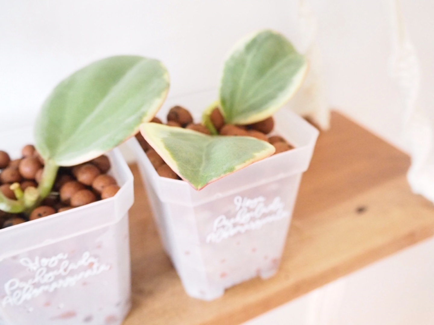 Hoya Pachyclada Albomarginata Plant - photo 2