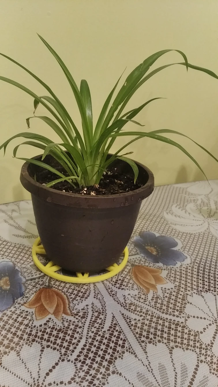 Spader plant thumbnail