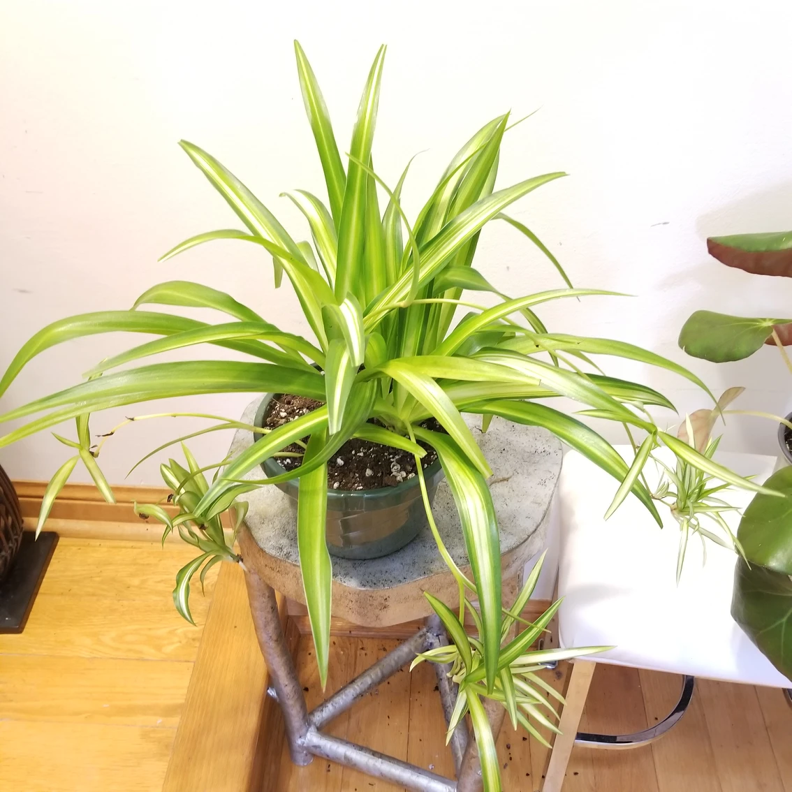 🌿Spider plant thumbnail