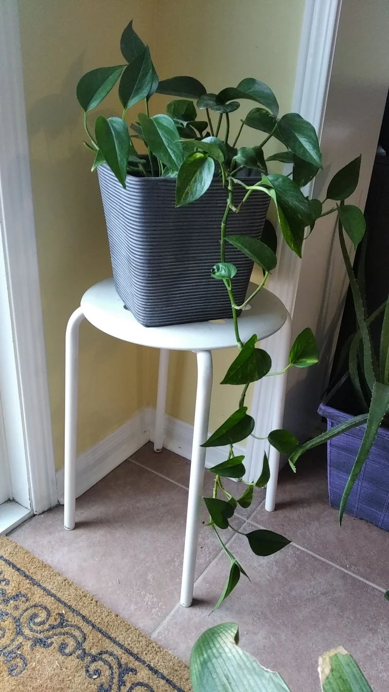 real plant thumbnail