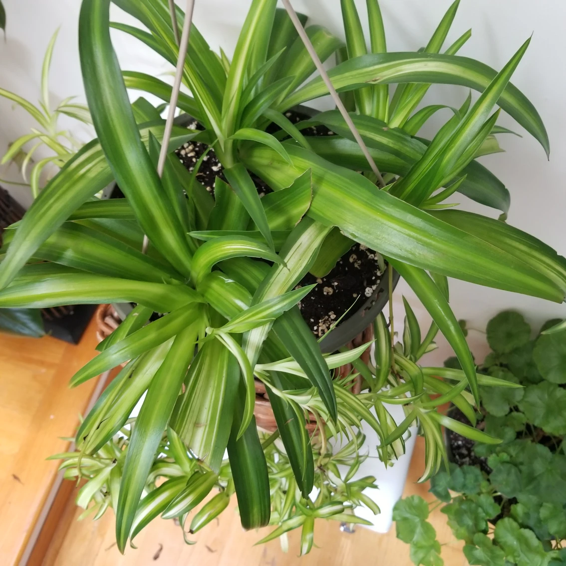plants 🌿pretty hanging planter🌿 - photo 4