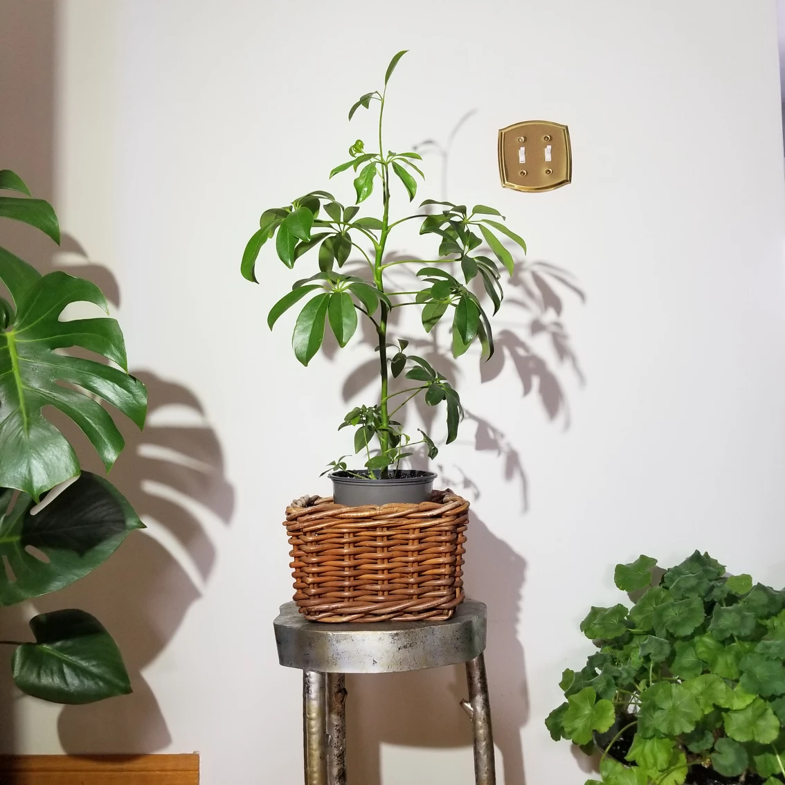 🌴Dwarf umbrella tree🌴plants for sale thumbnail
