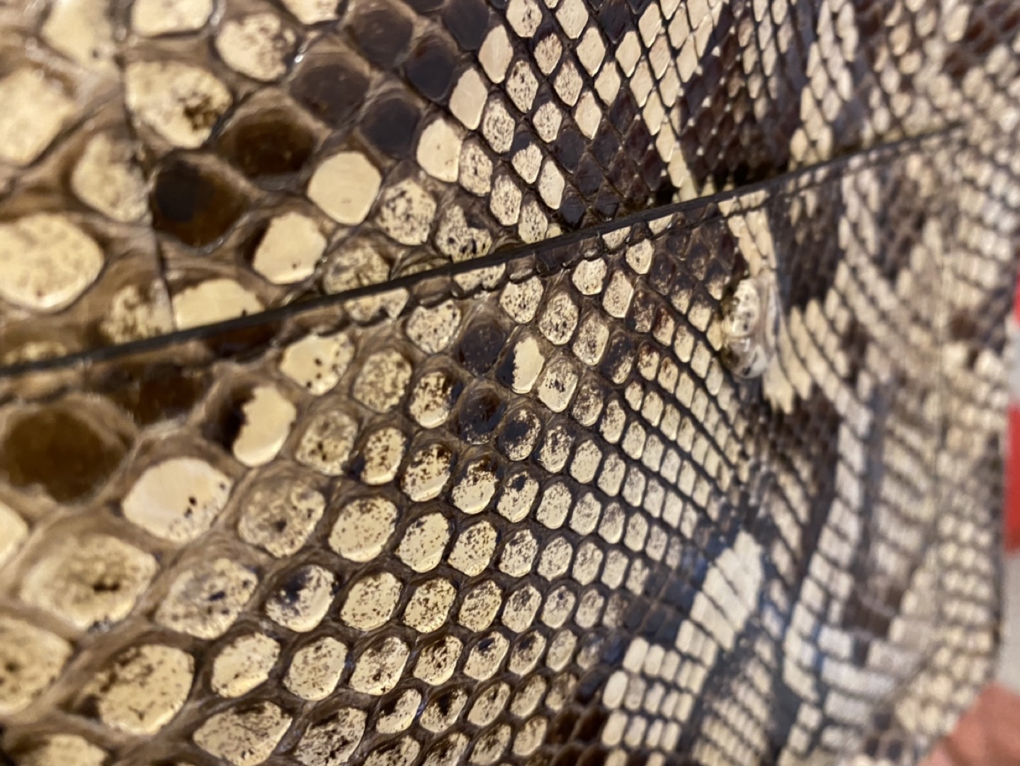 Authentic Celine Python Skin Clutch Pouch image indicator(5)