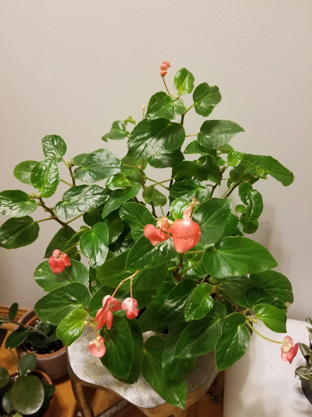 🌴Wax Begonia🌴Beefsteak Begonis  plants for sale thumbnail