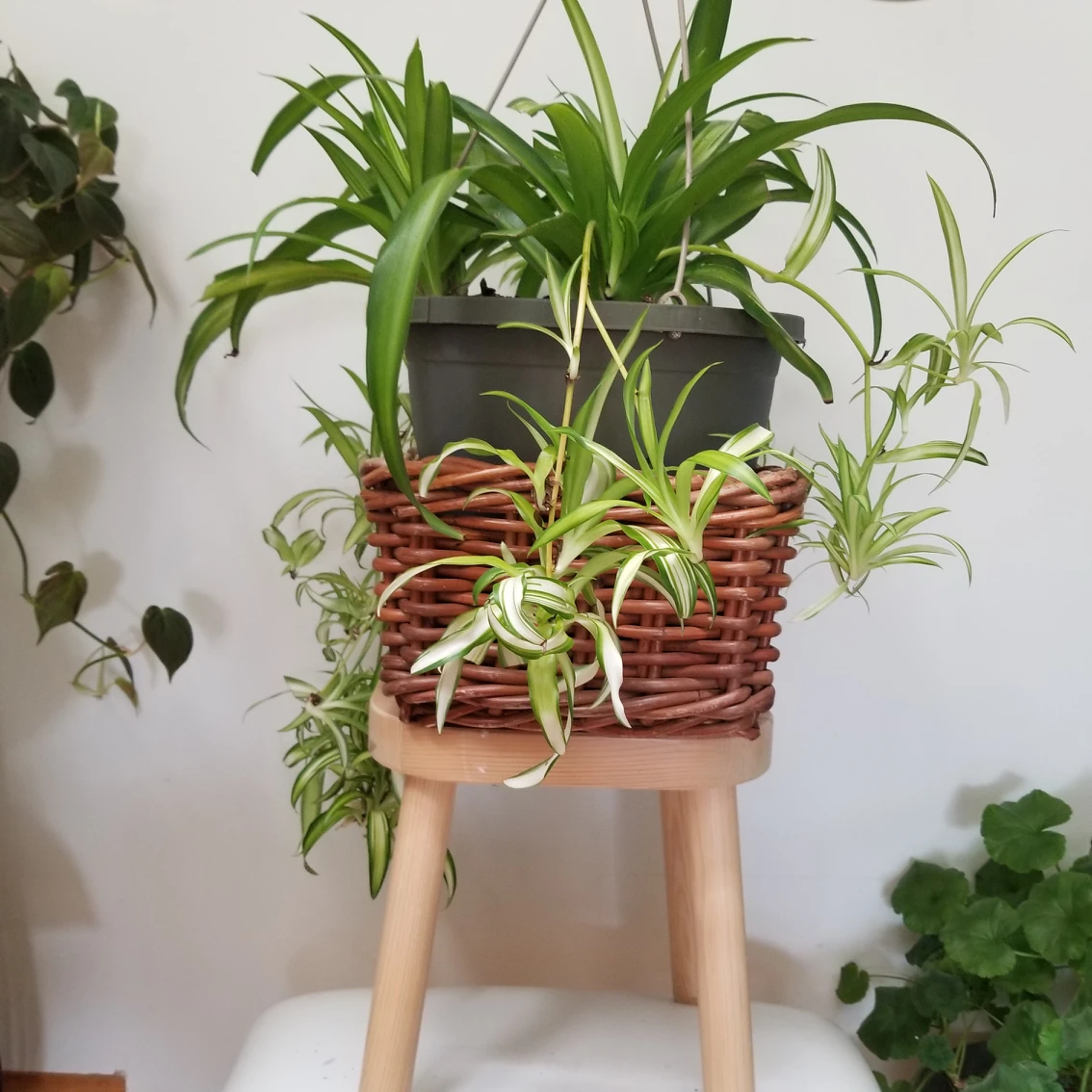 plants 🌿pretty hanging planter🌿 - photo 2