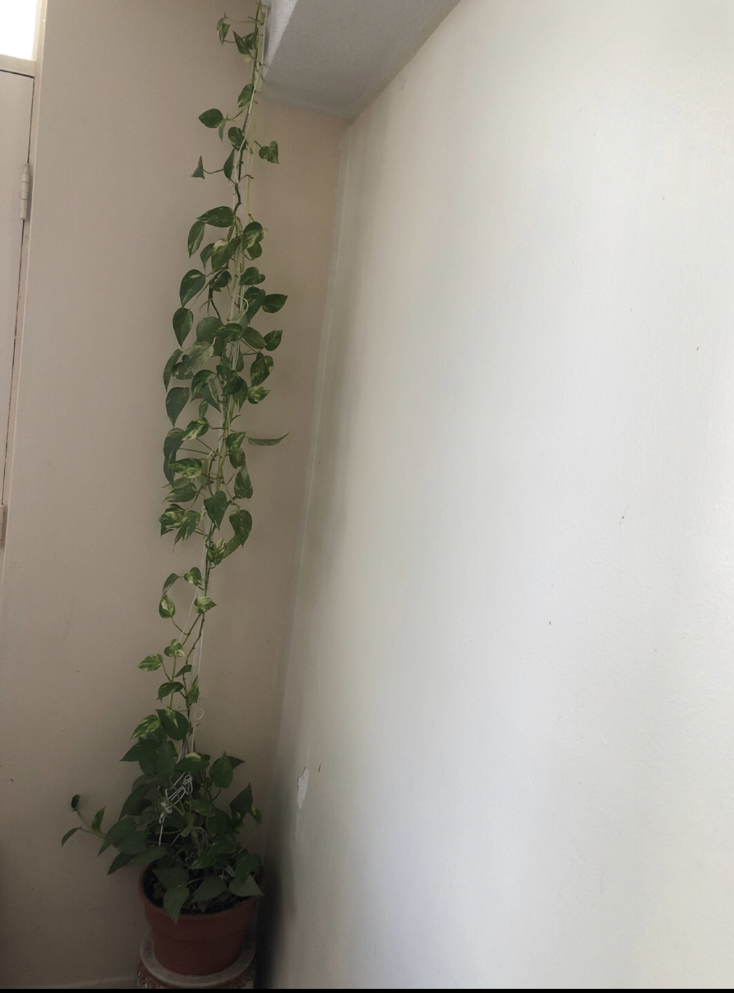 Money plant … Must Go !!!! - photo 4