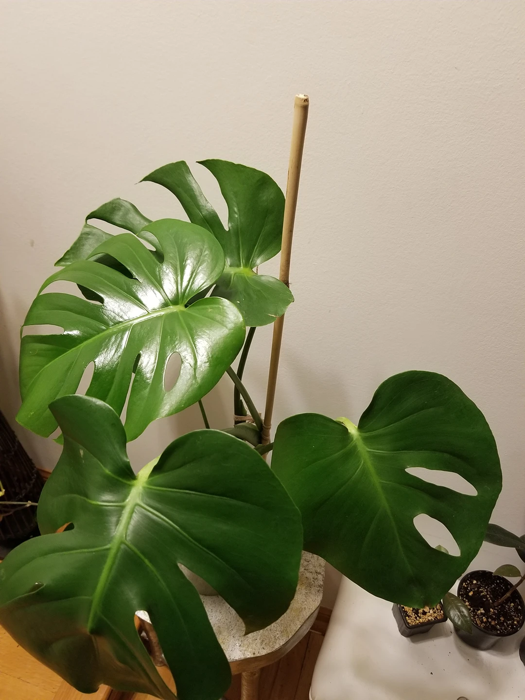 Monstera plants for sale thumbnail