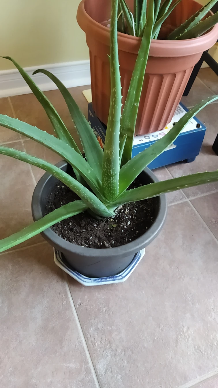buy aloe vera get free Pilea peperomioides plant thumbnail