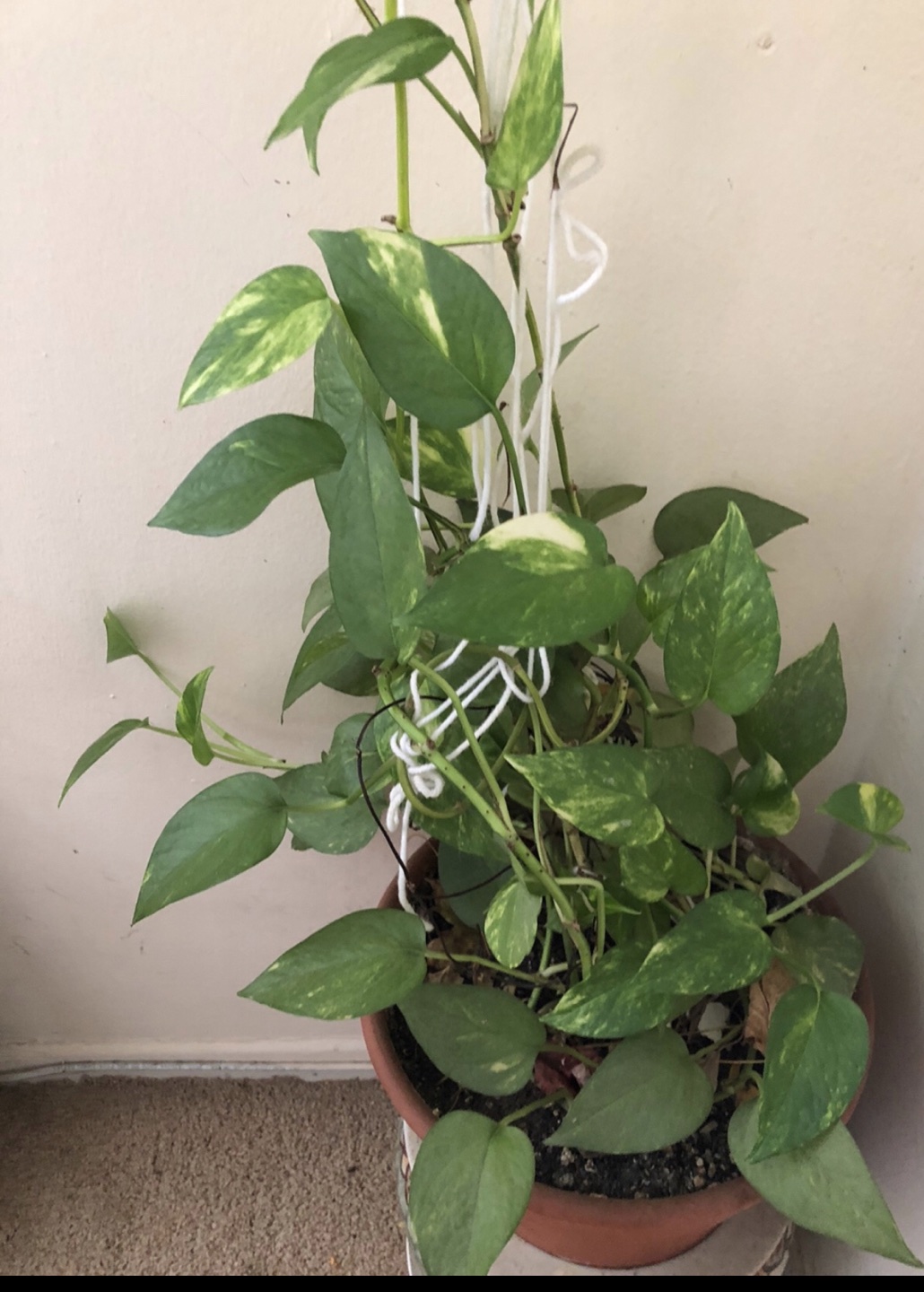 Money plant … Must Go !!!!