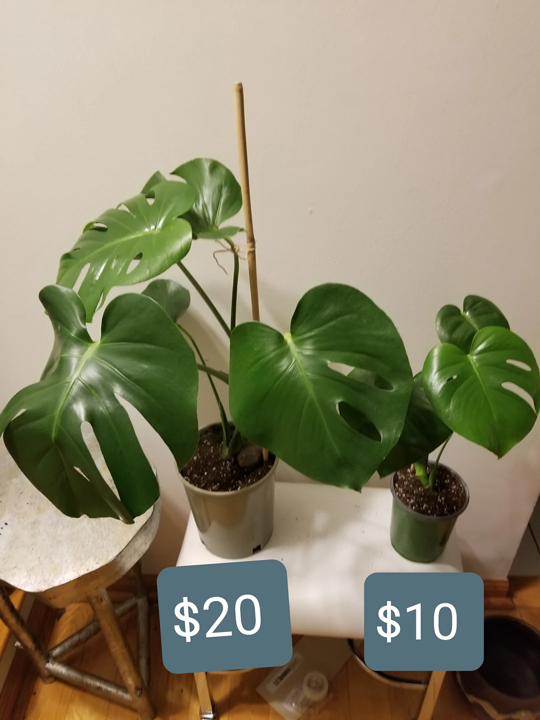 Monstera plants for sale - photo 4