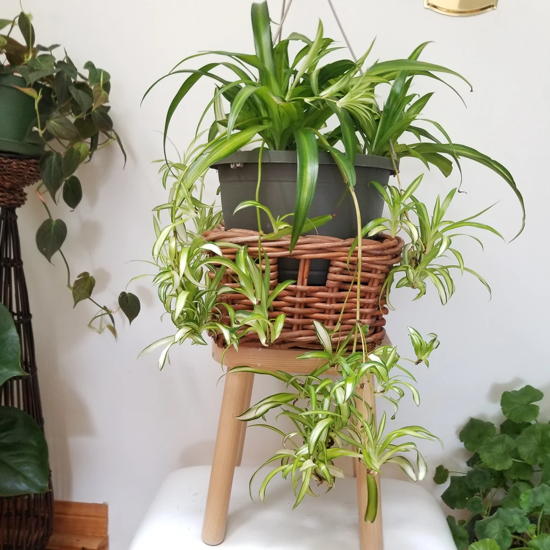 plants 🌿pretty hanging planter🌿