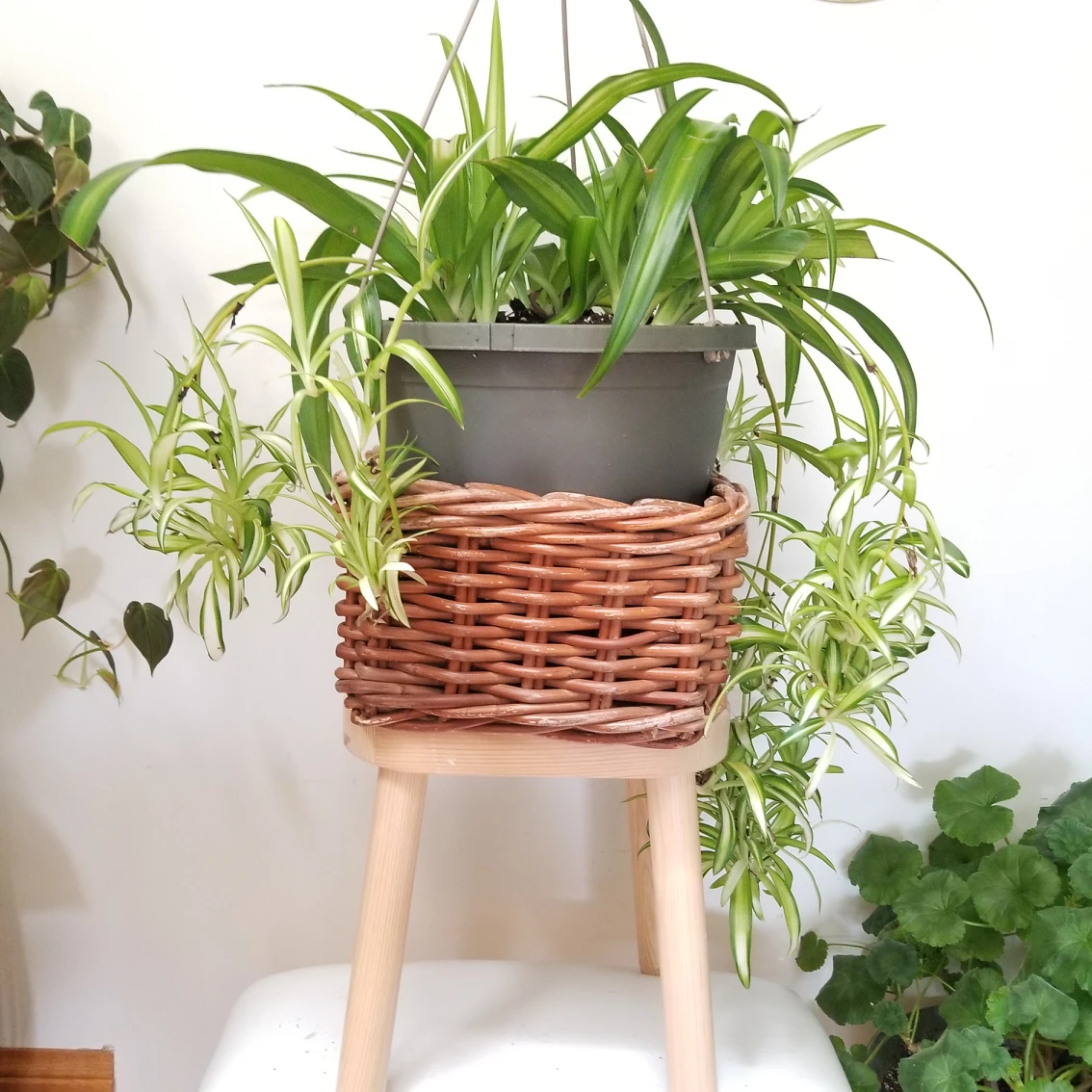 plants 🌿pretty hanging planter🌿 - photo 3