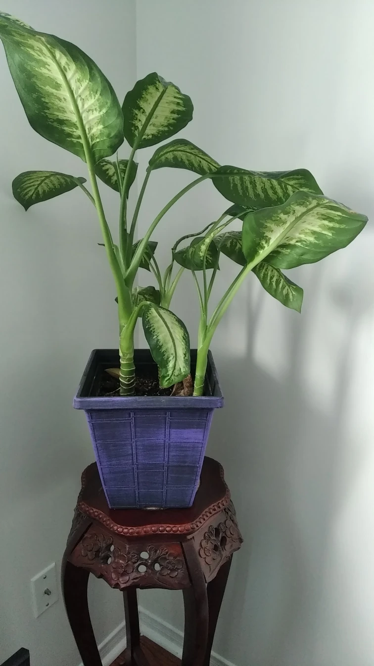 real plant thumbnail