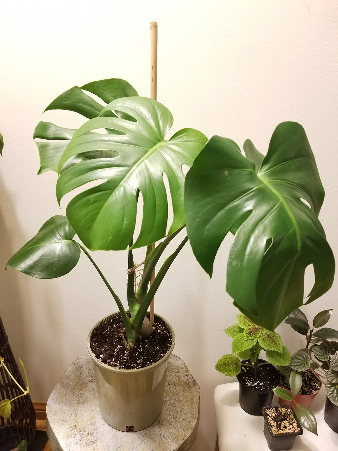 Monstera plants for sale - photo 3