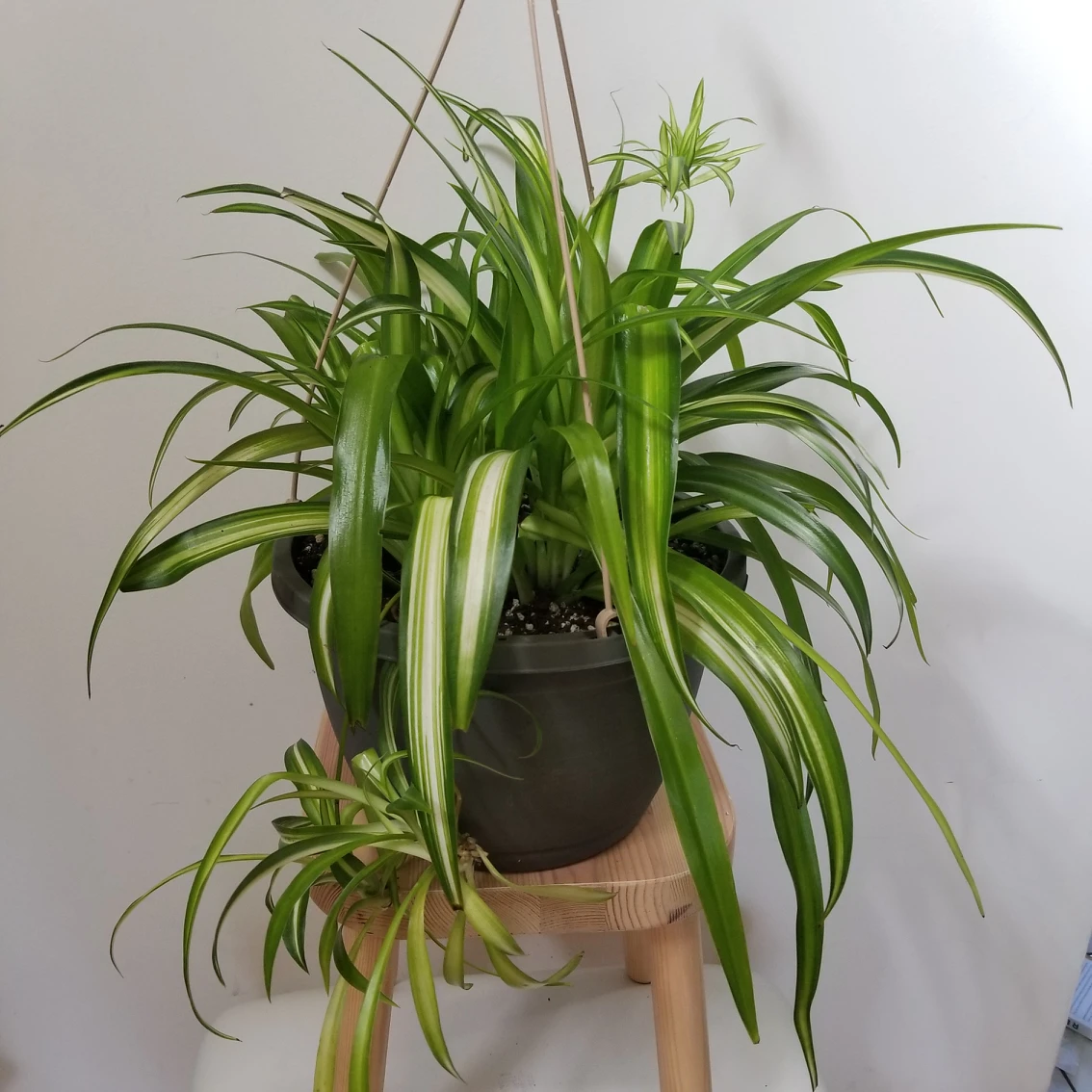 Spider plant with hanging basket