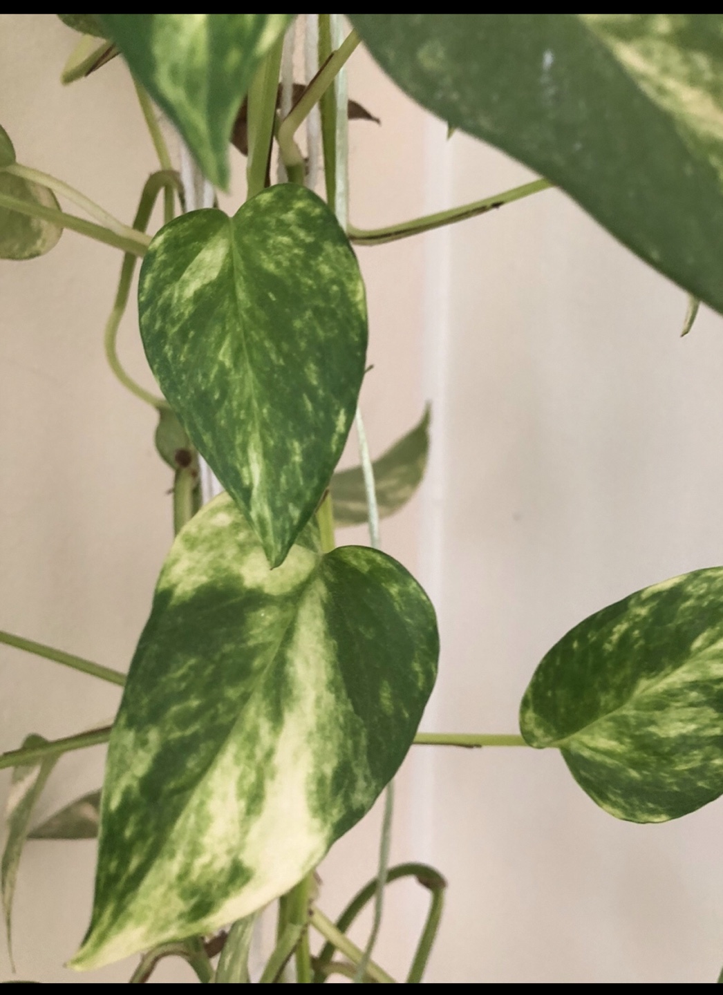Money plant … Must Go !!!! - photo 2