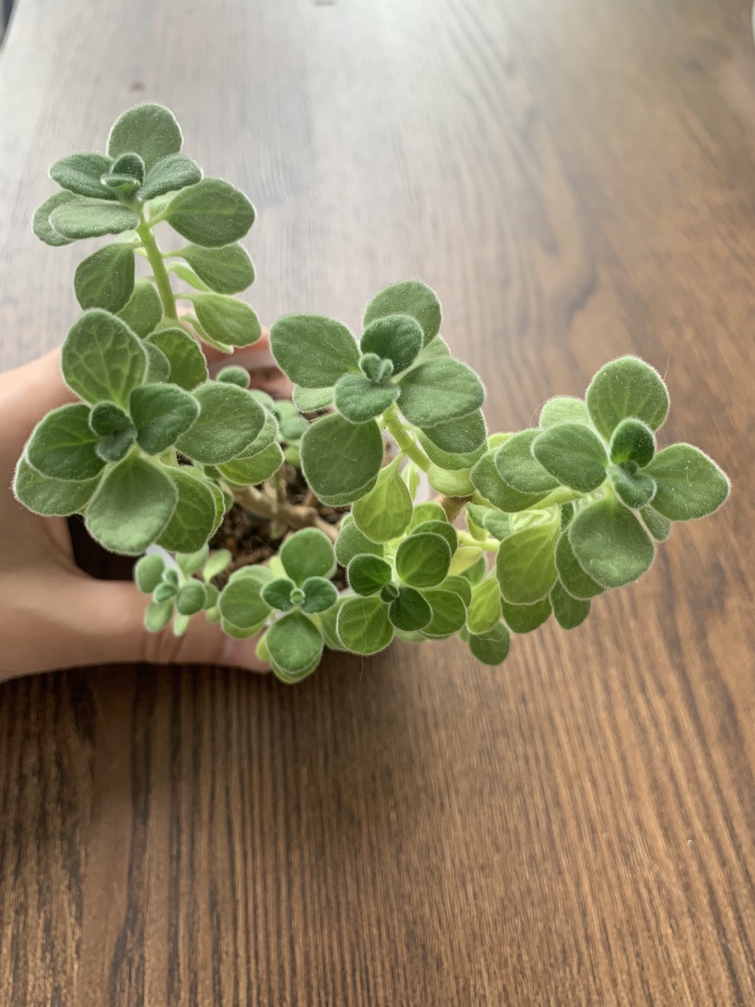 #freecycle candle plant thumbnail